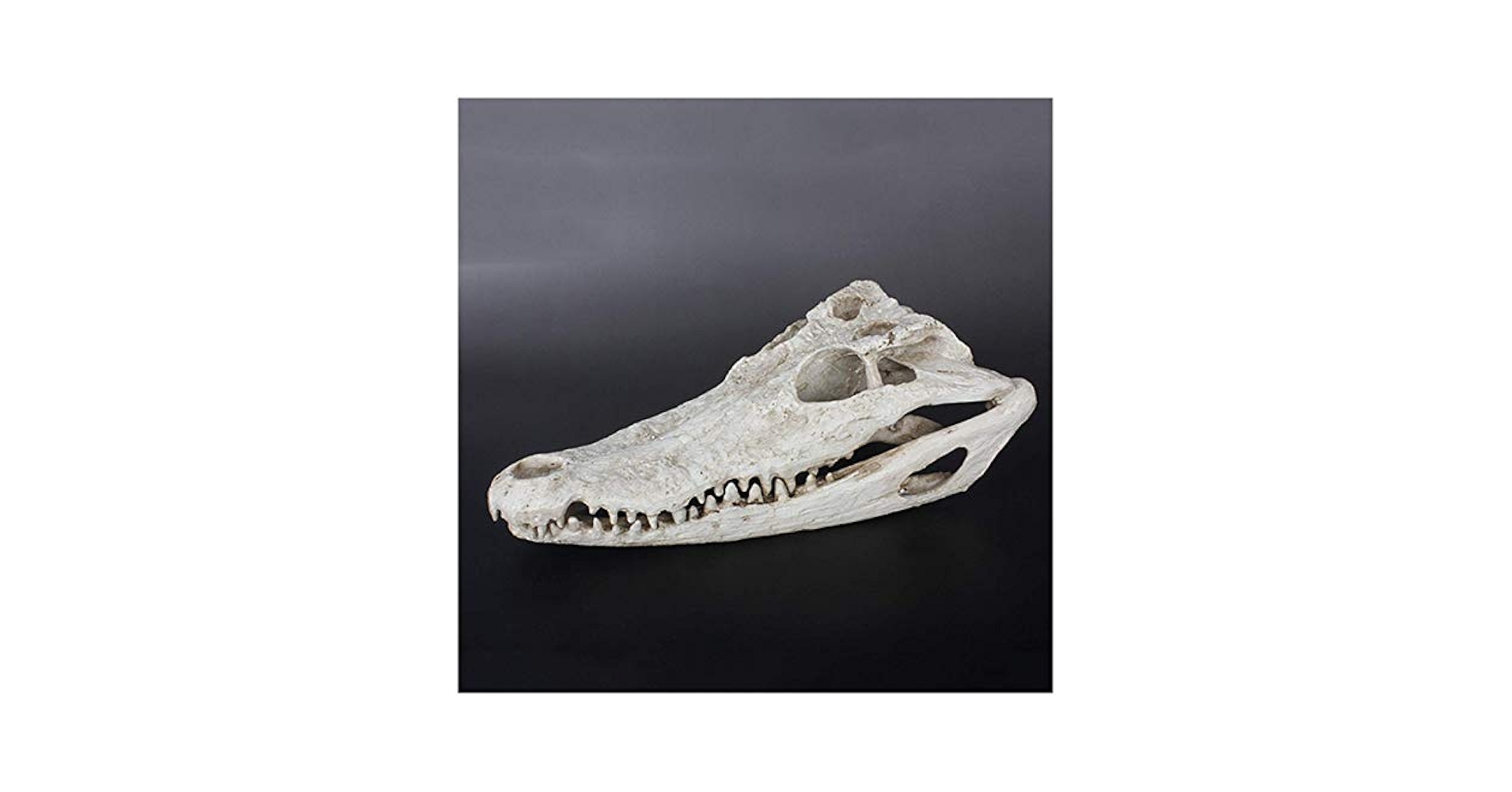 Amazon.co.jp: 動物の頭蓋骨像モデル - ワニの頭蓋骨像 - 動物の